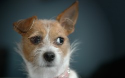 imagebam.com