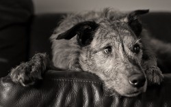 imagebam.com