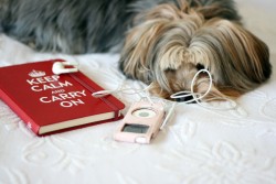 imagebam.com