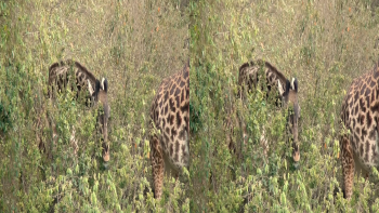 Amazing Africa 2013 Half Sbs 3d Belgesel indir Amazing Africa 2013 Half Sbs 3d Belgesel indir