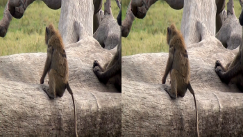 Amazing Africa 2013 Half Sbs 3d Belgesel indir Amazing Africa 2013 Half Sbs 3d Belgesel indir