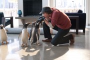 Пингвины мистера Поппера / Mr. Popper's Penguins (Джим Керри, 2011) - 4xHQ C8a7dd297611517