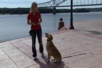 Just Right! Volume 2 DVD - A Step-By-Step Guide to Remote Collar Dog Training Just Right! Volume 2 DVD - A Step-By-Step Guide to Remote Collar Dog Training